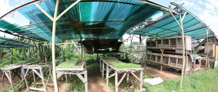 Pembibitan