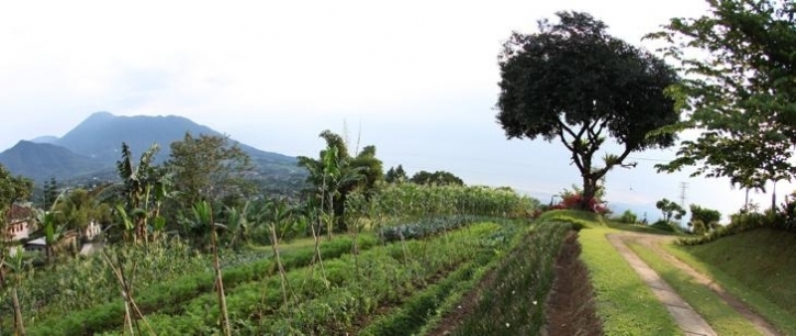 Perkebunan