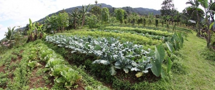 Perkebunan Sayur 01