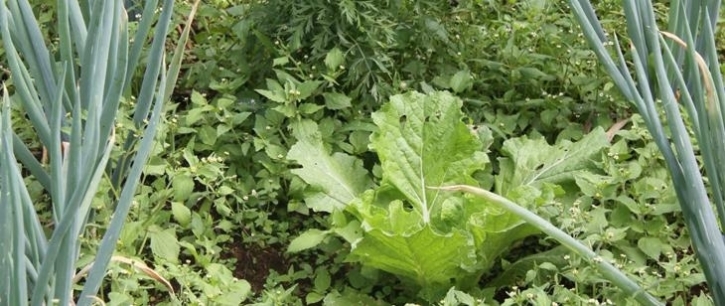 Perkebunan Sayur 02