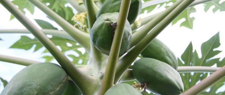 Perkebunan Buah
